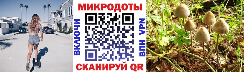 blacksprut Сокол Псилоцибиновые грибы Psilocybine cubensis